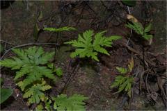 Doryopteris concolor